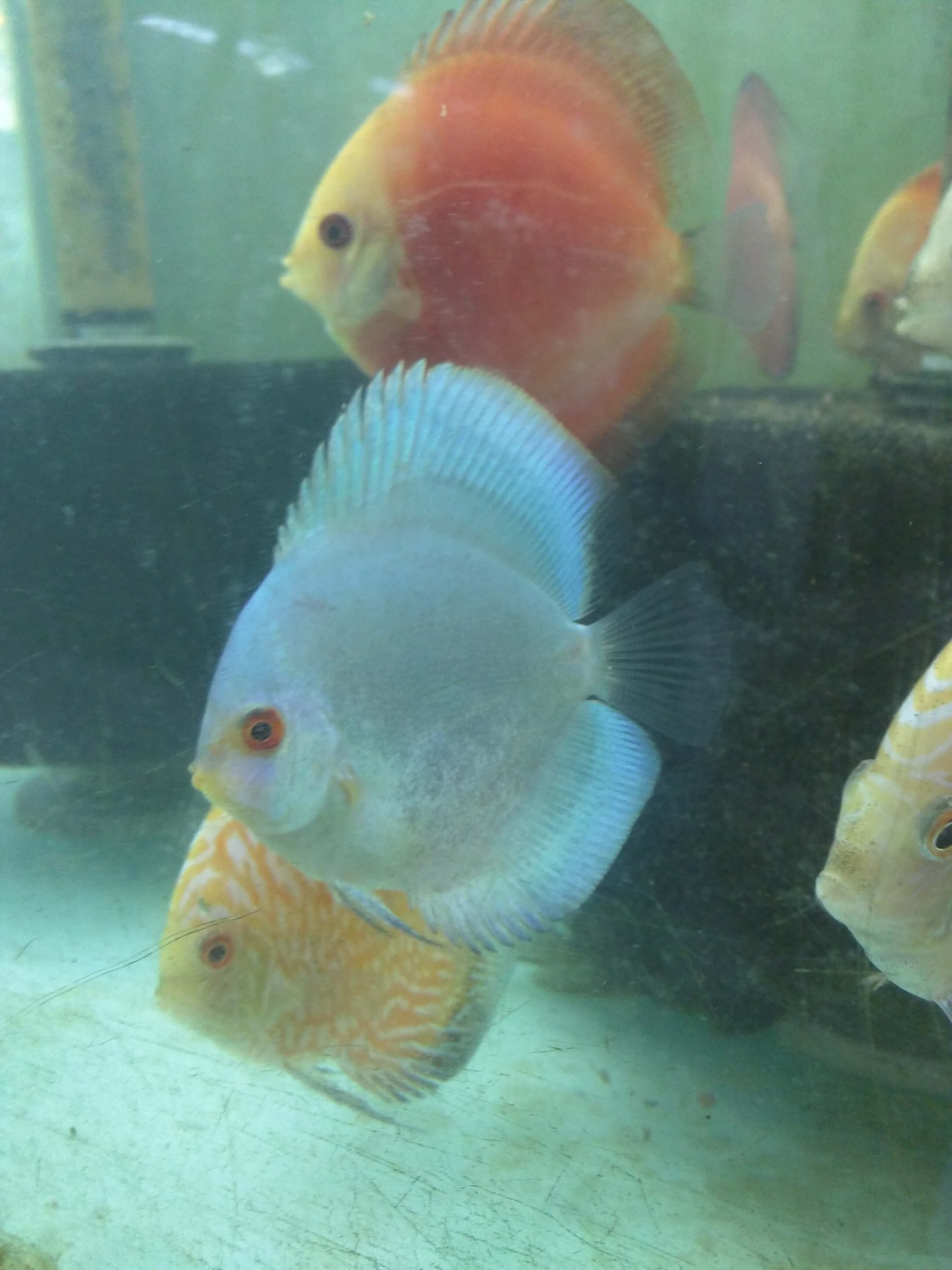 blues at wattley discus