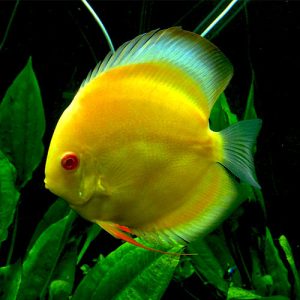 albino-yellow-crystal-at-wattley-discus