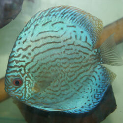 blue-striated-turquoise-at-wattley-discus