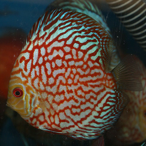 checkerboard-panda-at-wattley-discus - Wattley Discus