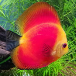 Red-Melon-in-planted-tank-wattley-discus