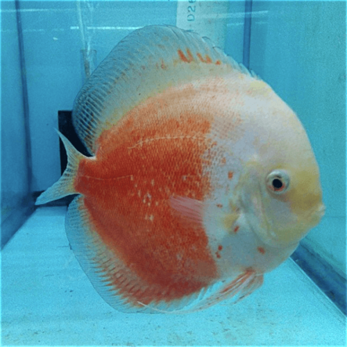 Red Passion at wattley discus