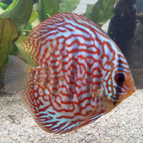 striated-turquoise-at-wattley-discus