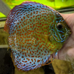 Snow Leopard - Wattley Discus