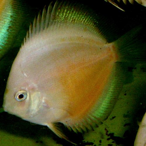 yellow-passion-at-wattley-discus