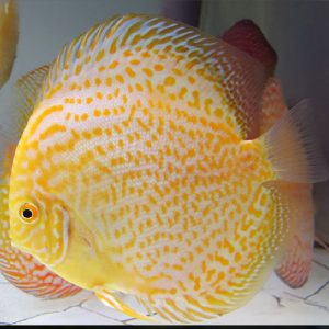 albino-yello-leopard-wattley-discus