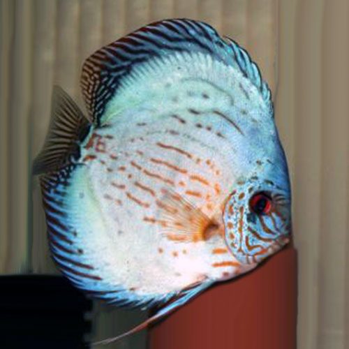 high-body-turquoise-wattley-discus
