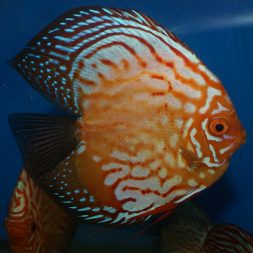 High Body Blue Diamond Discus - Wattley Discus