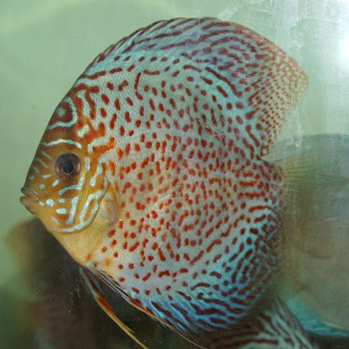 light-colored-leopard-at-wattley-discus