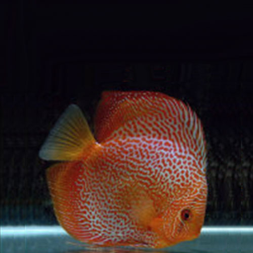 Red Snakeskin Discus - Wattley Discus