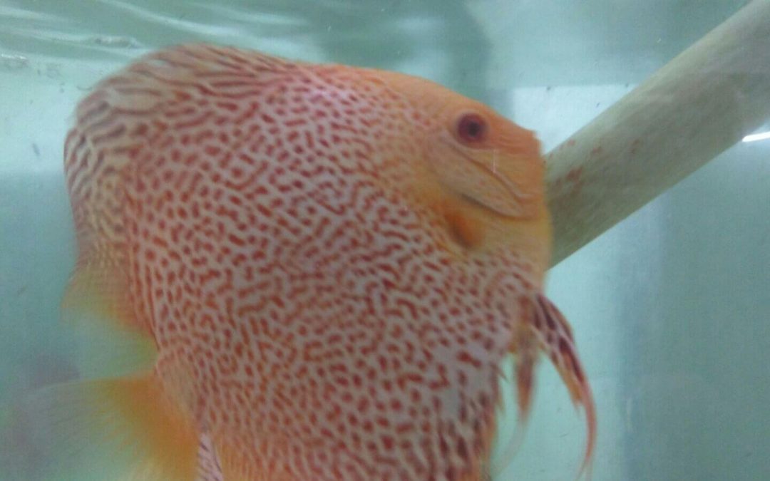 Albino yellow leopards battling for spawning room at wattley discus