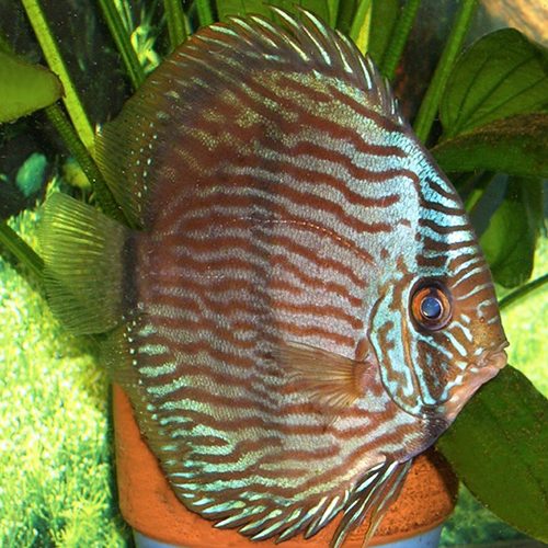 blue-heckle-in-planted-tank-at-wattley-discus