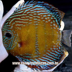 wild-discus-cuipeua-royal-wattley-discus