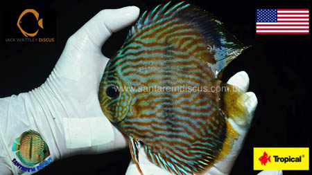 wattley discus wattley discus
