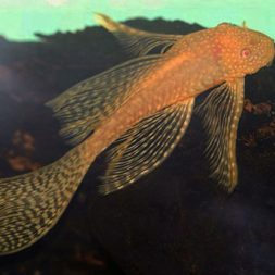 Small-Albino-Bushynose-Pleco-at-wattley-discus