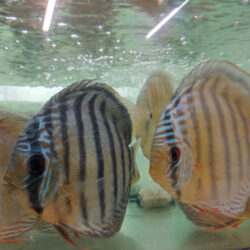 Wild Discus From The Amazon