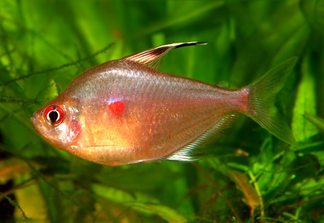 Red Bleeding Heart Tetras - Wattley Discus