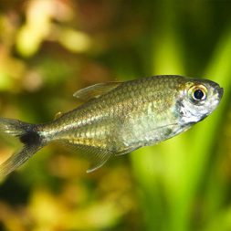 Cardinal Tetras - Wattley Discus