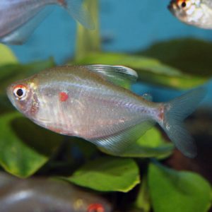 light-red-bleeding-heart-tetra-at-wattley-discus