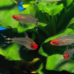 rummy-nose-tetra-3-at-wattley-discus