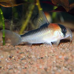 Corydoras-adolfoi-at-wattley-discus