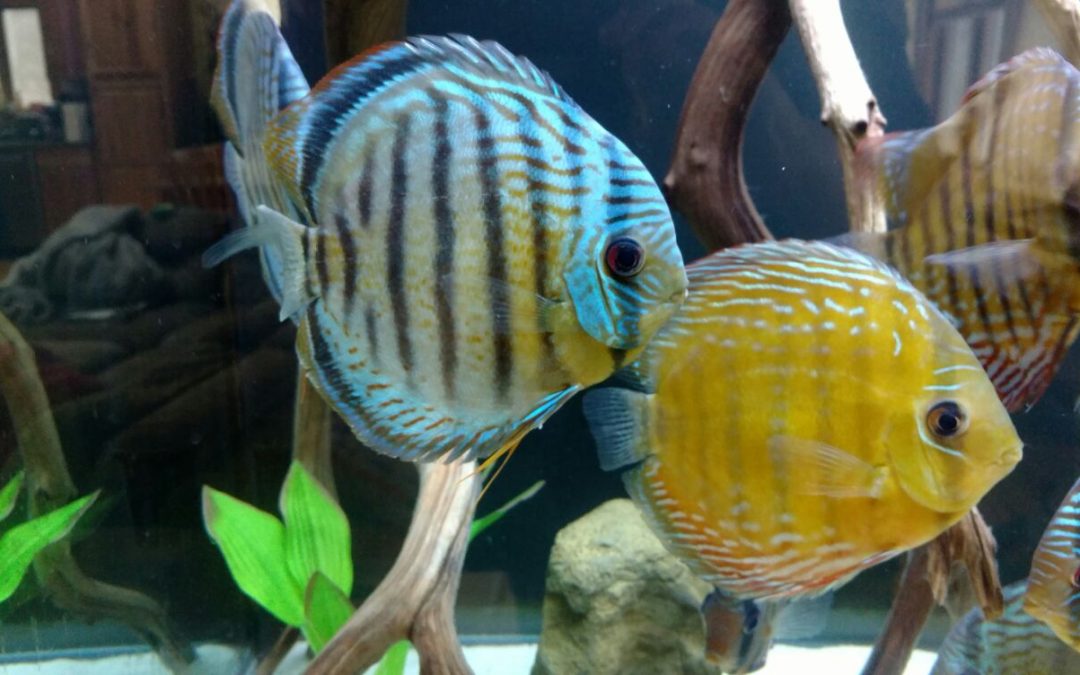Acclimating Wild Discus To A 180 Client Tank In N.Y.