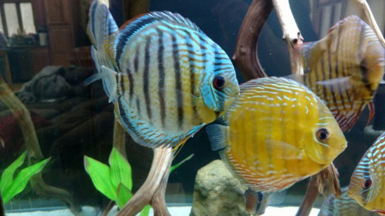 wattley discus wattley discus