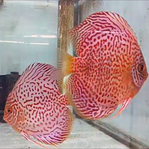 discus-breeding-pairs-leopards-at-wattley-discus