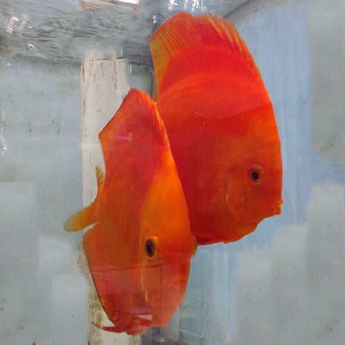 Jack Wattley Discus Fish Affordable Wild And Hybrid Discus Fish