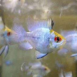 electric-blue-bubble-rams-at-wattley-discus