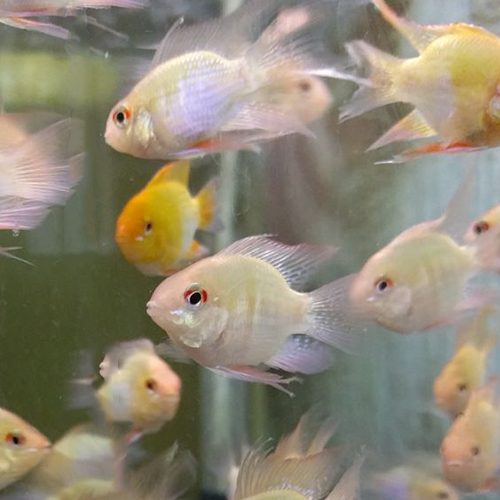 large-golden-rams-bubble-rams-at-wattley-discus