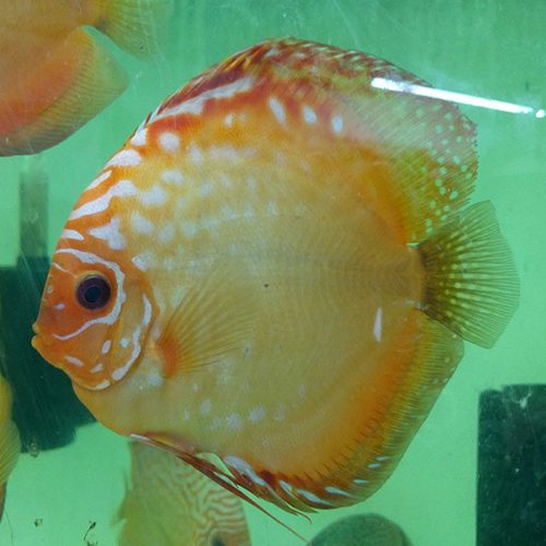 Sunshine-six-inch-product-at-wattley-discus