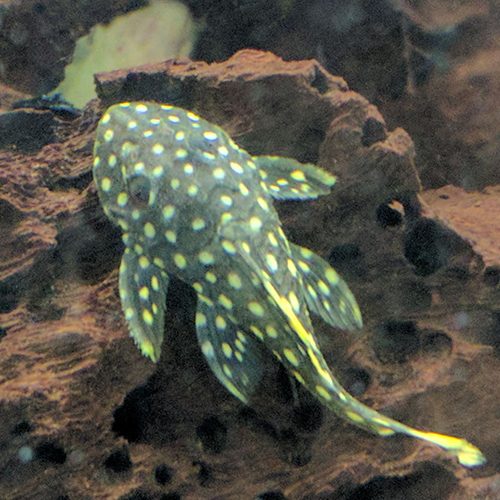 Gold-Nugget-Plecos-by-wattley-discus