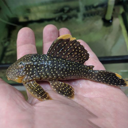 Gold-Nugget-Plecos-for-wattley-discus