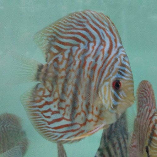 Tiger Turquoise wattley discus