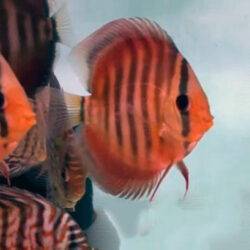 alenquer-discus-by-wattley-discus