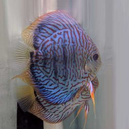 tiger-turqoise-discus-wattley-discus
