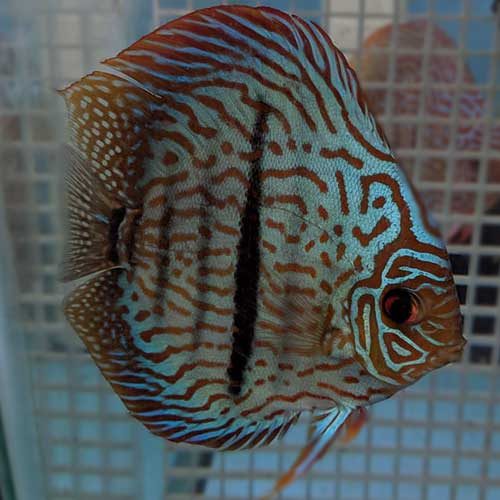 tiger-turqoise-from-wattley-discus