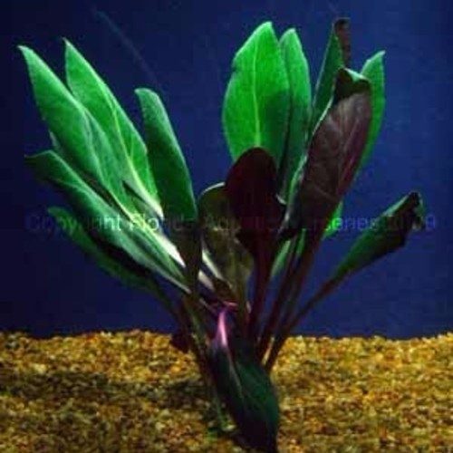 Cardinal Plant small form by wattley discus