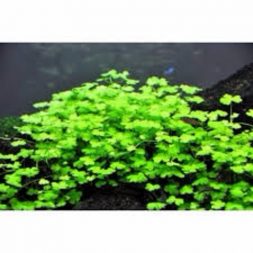 Hydrocotyle Japan by Wattley Discus