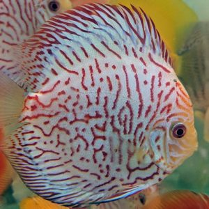 Tiger-Blue-Panda-wattley-discus