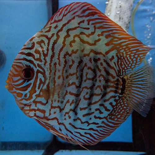 tiger-turquoise-pair-wattley-discus