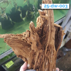 003-driftwood-wattley-discus