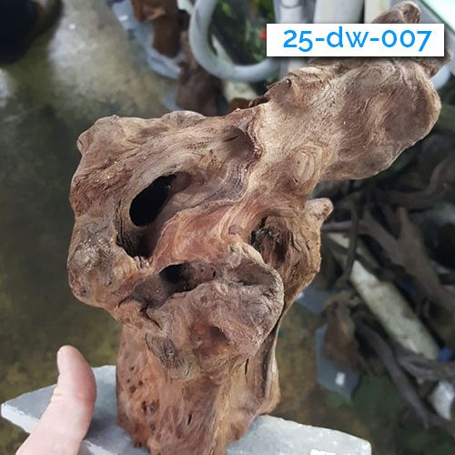 003-driftwood-wattley-discus