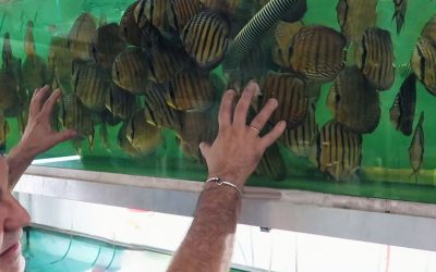 An Update On The Wild Discus Received From Santarem Discus