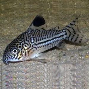 Trilineatus-Cory-at-wattley-discus