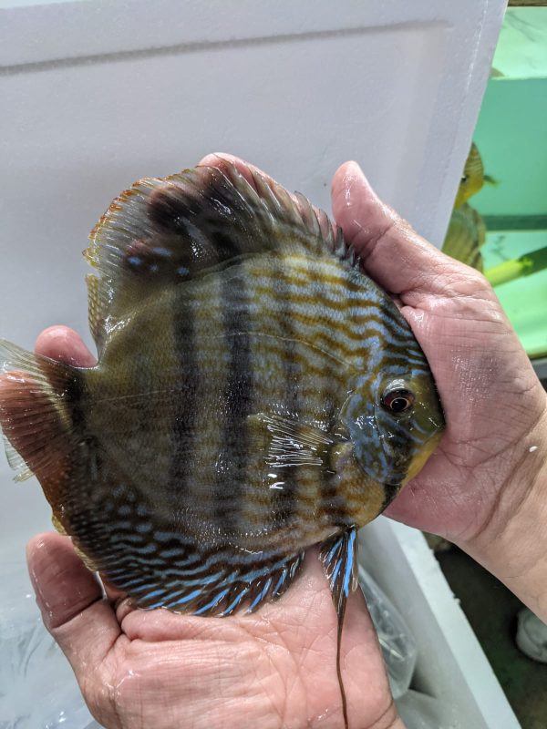 royal blue wild discus