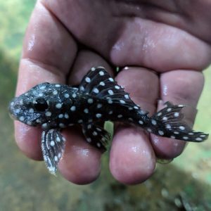 snowball-pleco-wattley-discus