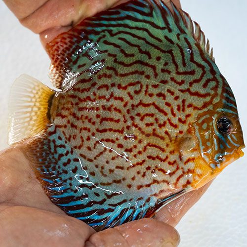 leopard-turquoise-wattley-discus