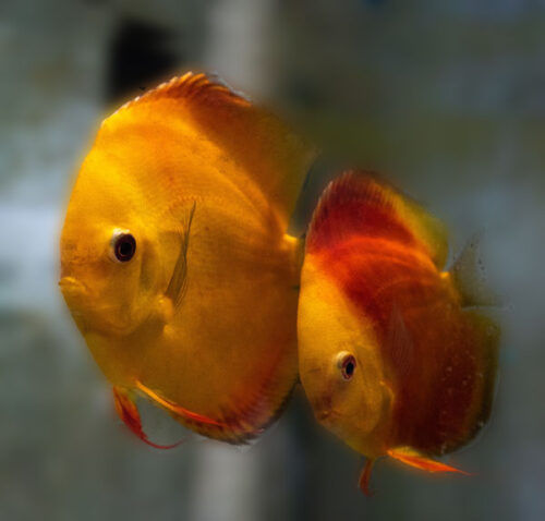 Jack Wattley Discus Fish | Affordable Wild And Hybrid Discus Fish